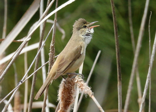 Australian Reed-warbler - Peter Bennet